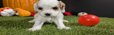Cavapoo Puppy 6