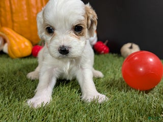 Cavapoo dogs Cavapoo Puppy 6 - Ad 25