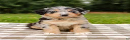 Aussiedoodle dogs for sale: Brooke Standard Sized - Ad 6