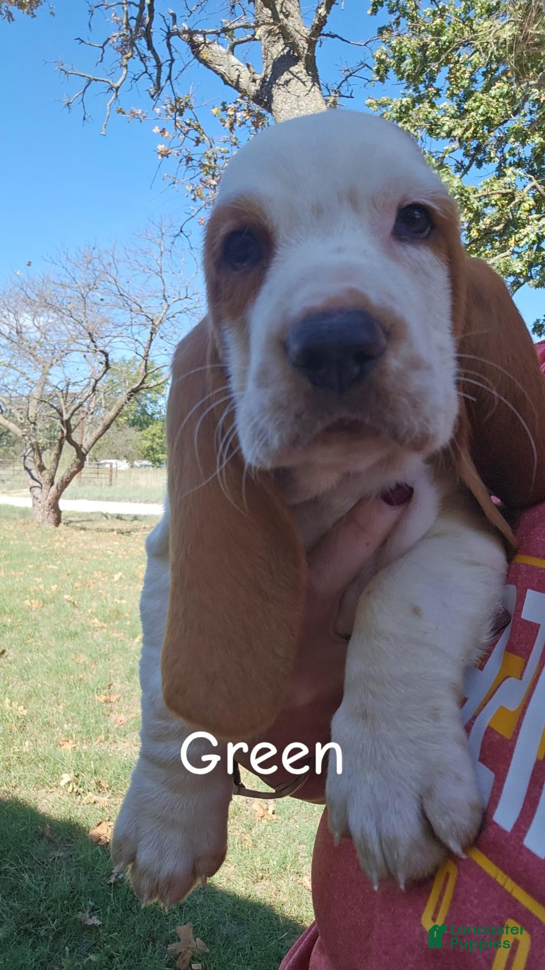 Basset Hound dogs for sale: Basset Hound-Green - Ad 3