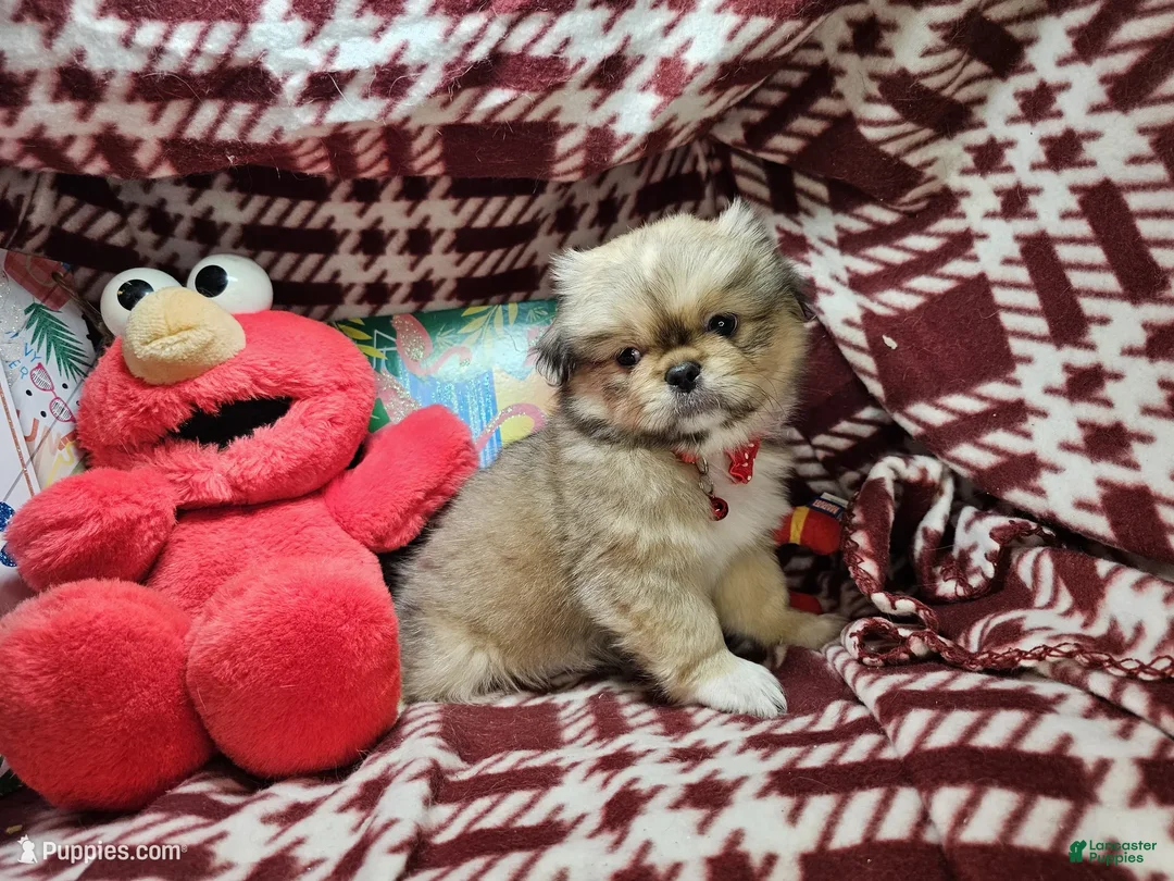 Pekingese dogs for sale: Denzy (is Sable) - Ad 2