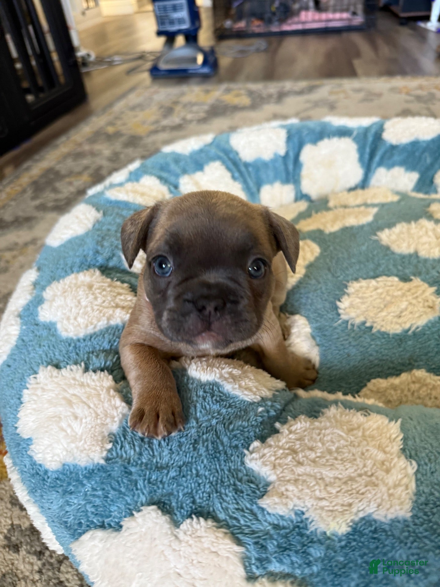 French Bulldog dogs French Bulldog 4 - Ad 31