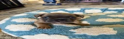 French Bulldog dogs for sale: French Bulldog 4 - Ad 1