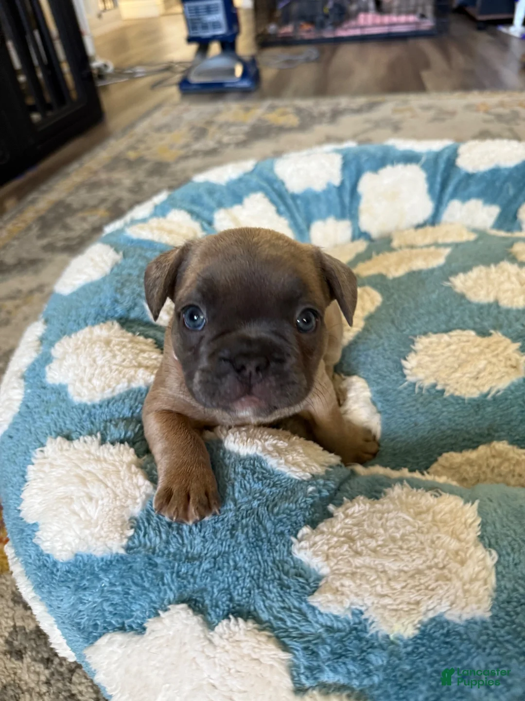 French Bulldog dogs for sale: French Bulldog 4 - Ad 1