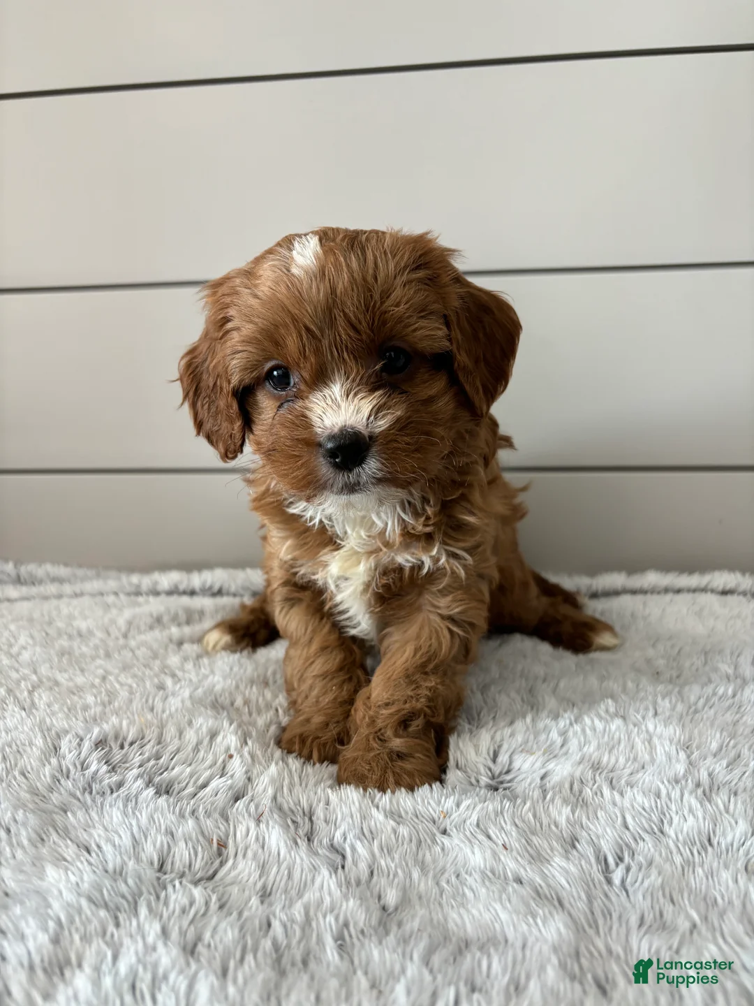 Cavapoo dogs for sale: Cocoa - Ad 1