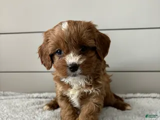 Cavapoo dogs for sale: Cocoa - Ad 4