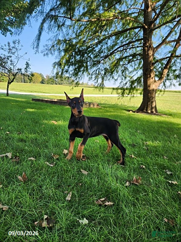 Doberman Pinscher dogs Kiara - Ad 1