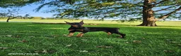 Doberman Pinscher dogs for sale: Kiara - Ad 1