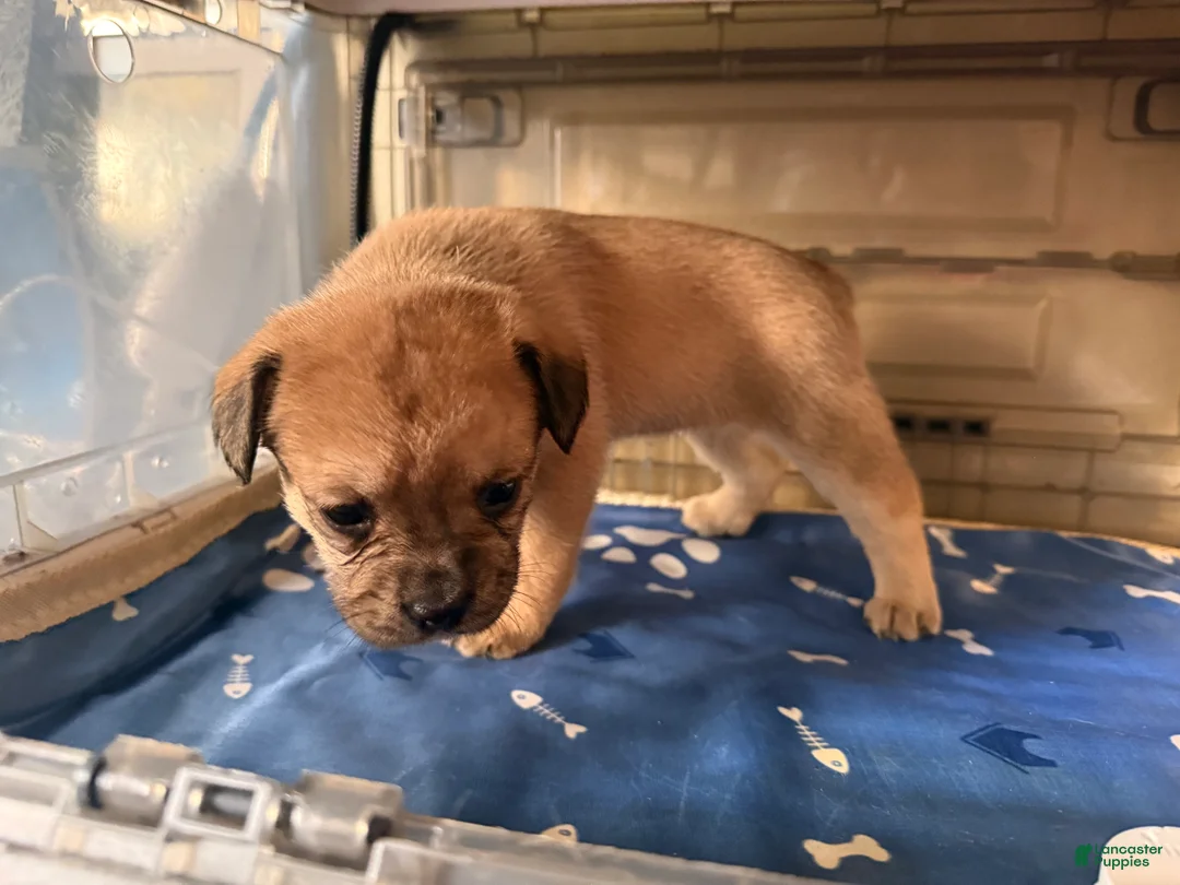 French Bulldog dogs for sale: FluffyFrench Bulldog 4 - Ad 2