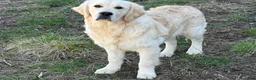 Golden Retriever dogs for sale: Joe - Ad 3