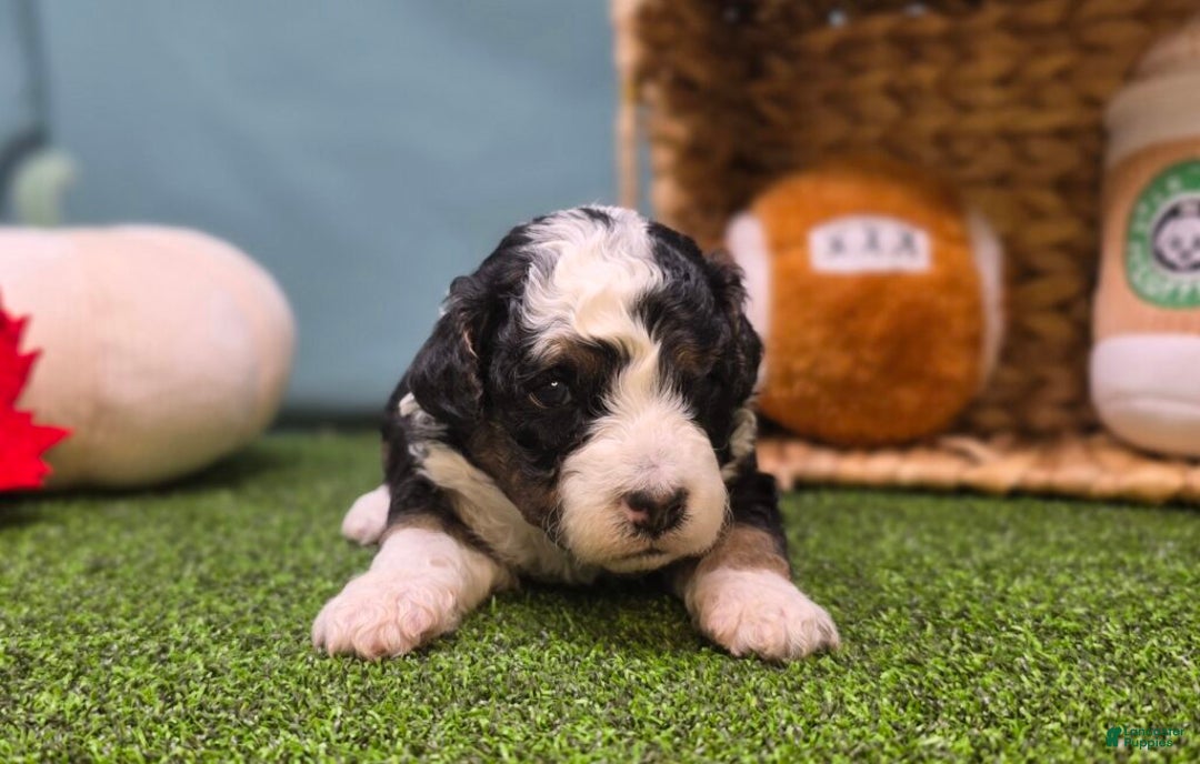 Mini Bernedoodle dogs for sale: Elsie - Ad 3