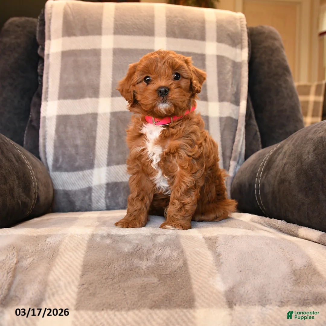 Cavapoo dogs for sale: Peaches - Ad 5