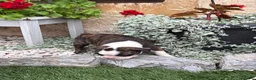 Boston Terrier dogs for sale: Kathi - Ad 7