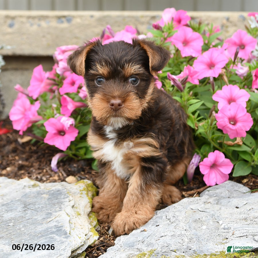 Yorkshire Terrier dogs Hershey - Ad 2