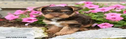 Yorkshire Terrier dogs for sale: Hershey - Ad 2