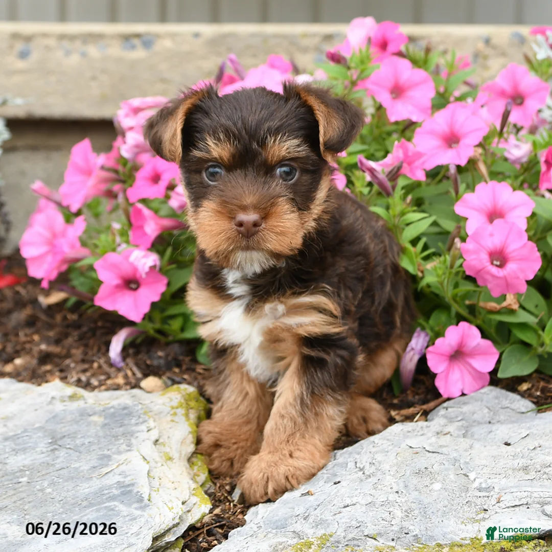 Yorkshire Terrier dogs for sale: Hershey - Ad 2