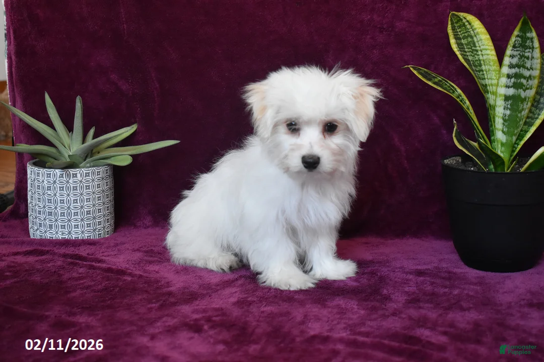 Maltese dogs for sale: Jasper - Ad 9