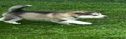 Alaskan Malamute dogs for sale: Mopple - Ad 1