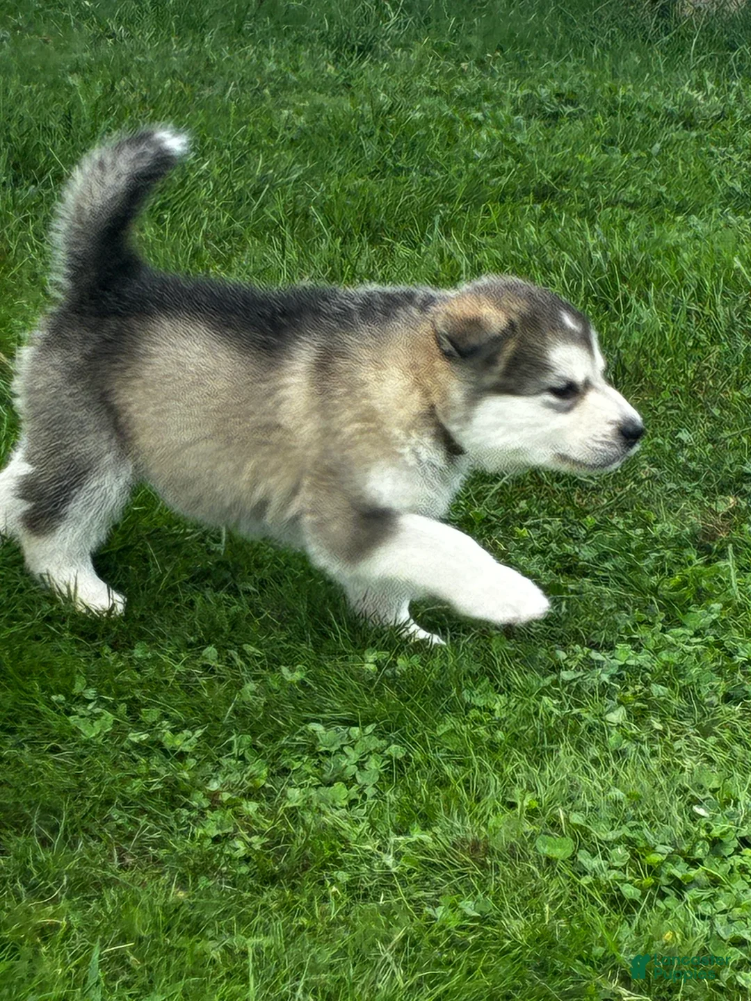 Alaskan Malamute dogs for sale: Mopple - Ad 1
