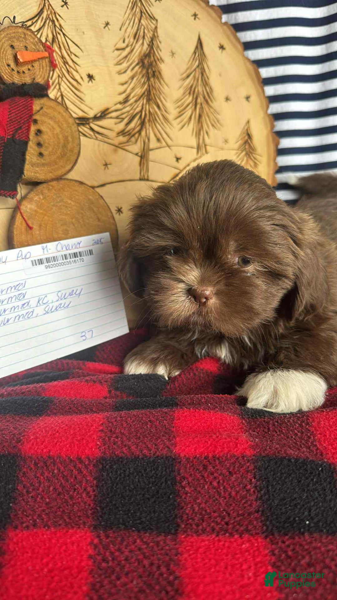 Shih Tzu dogs for sale: Toby - Ad 1