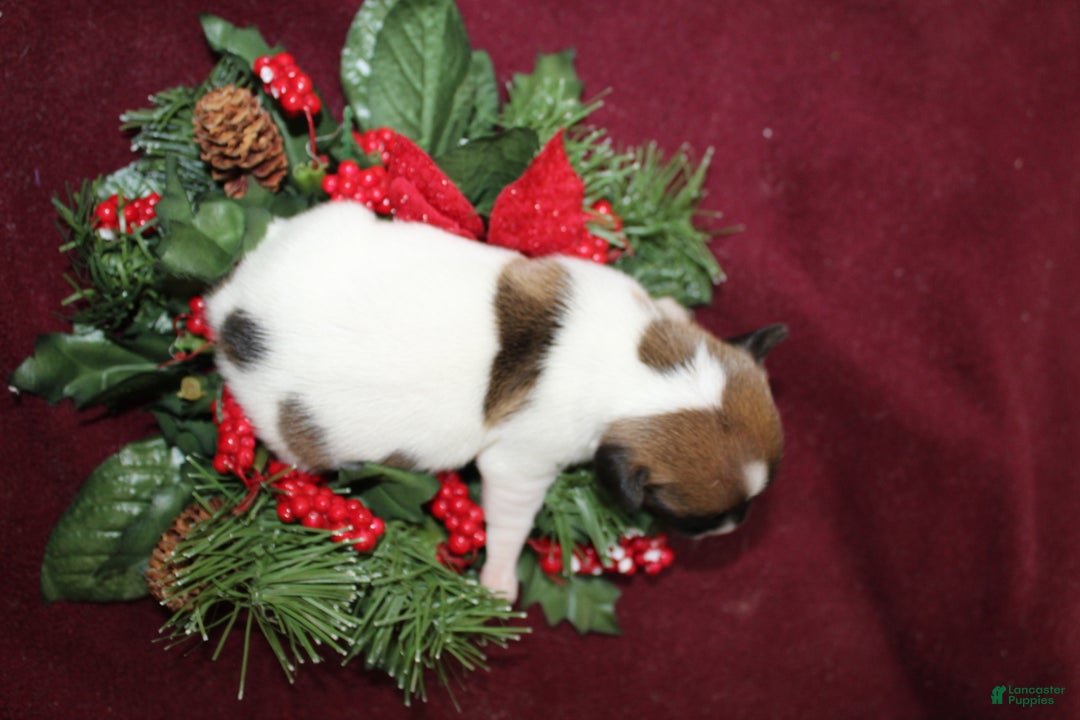 Jack Russell Terrier dogs for sale: AlmondJoy - Ad 2