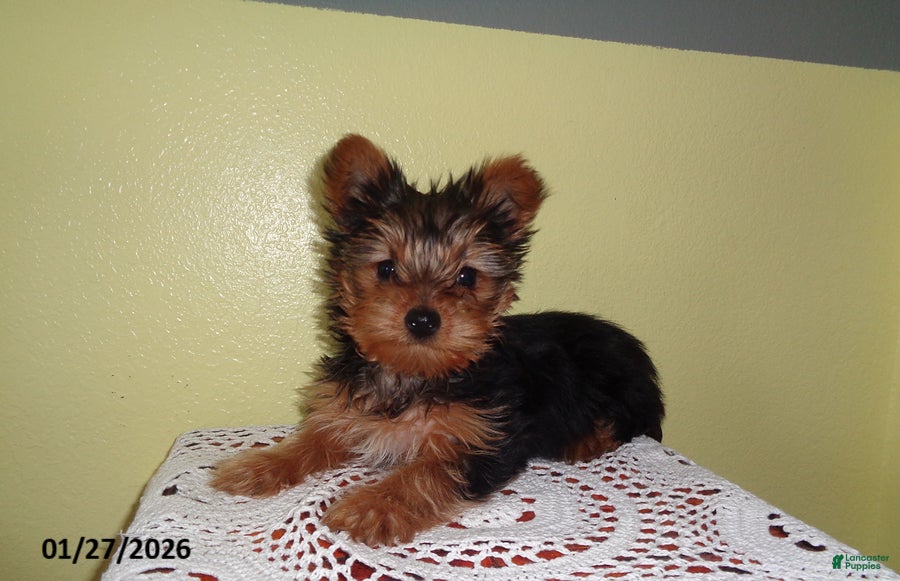 Yorkshire Terrier dogs for sale: Zuzu - Ad 1