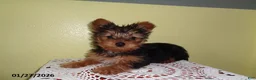 Yorkshire Terrier dogs for sale: Zuzu - Ad 1
