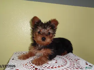 Yorkshire Terrier dogs Zuzu - Ad 9