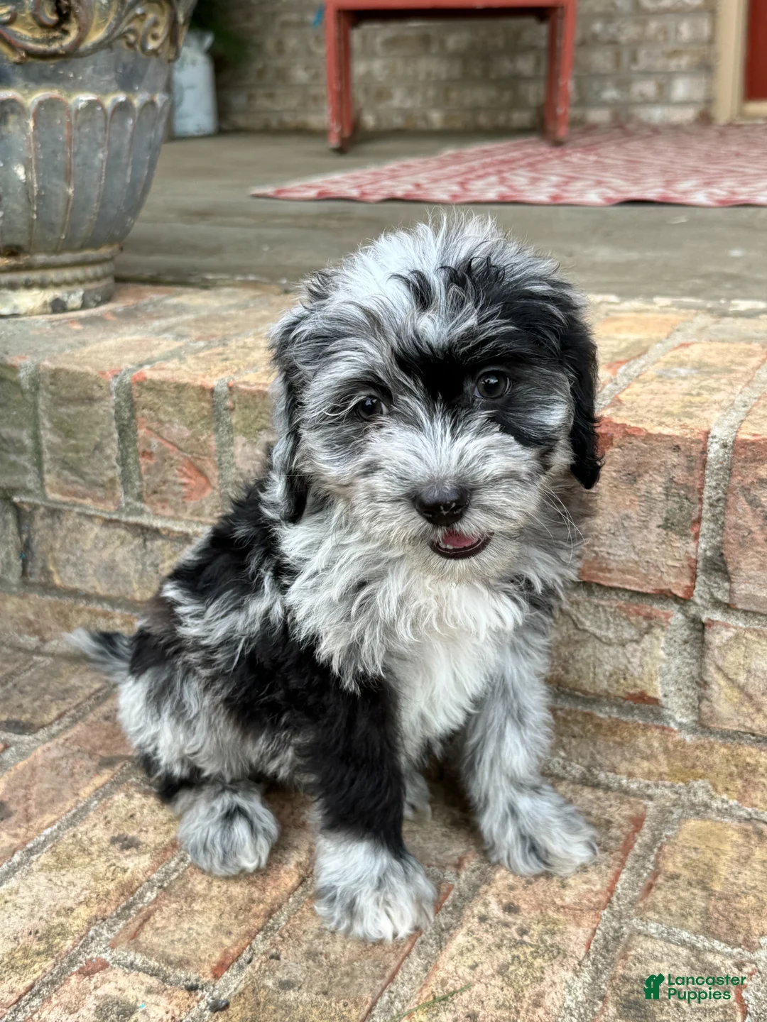 Mini Bernedoodle dogs for sale: Nala - Ad 2