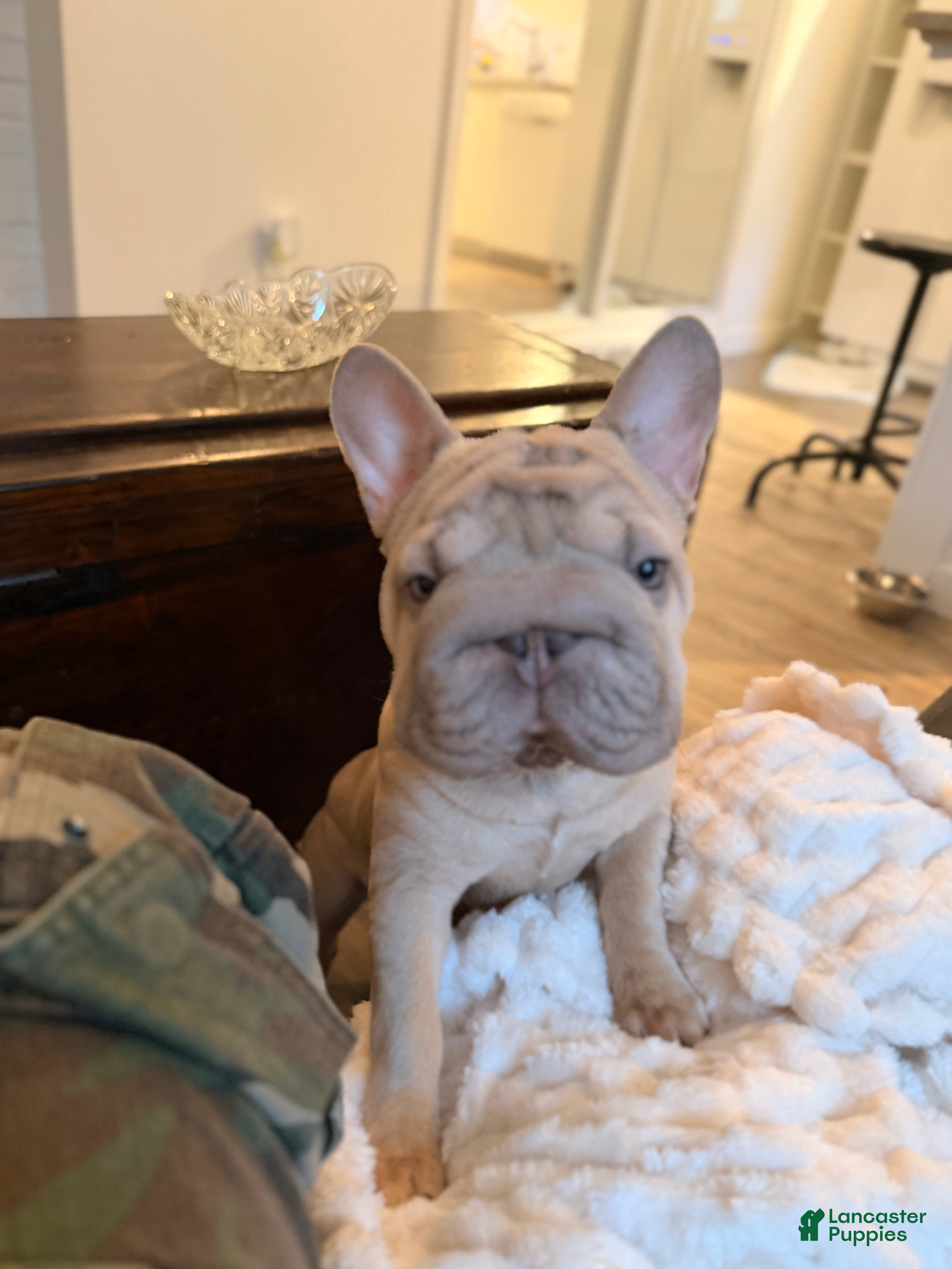 French Bulldog dogs French Bulldog Puppy 1 - Ad 1