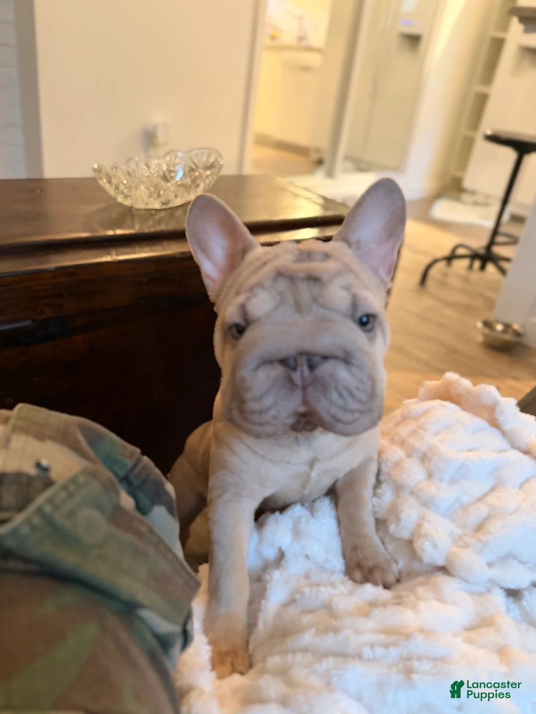 French Bulldog dogs for sale: French Bulldog Puppy 1 - Ad 1