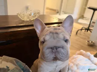 French Bulldog dogs French Bulldog Puppy 1 - Ad 18