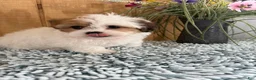 Teddy Bear dogs for sale: Precious - Ad 20
