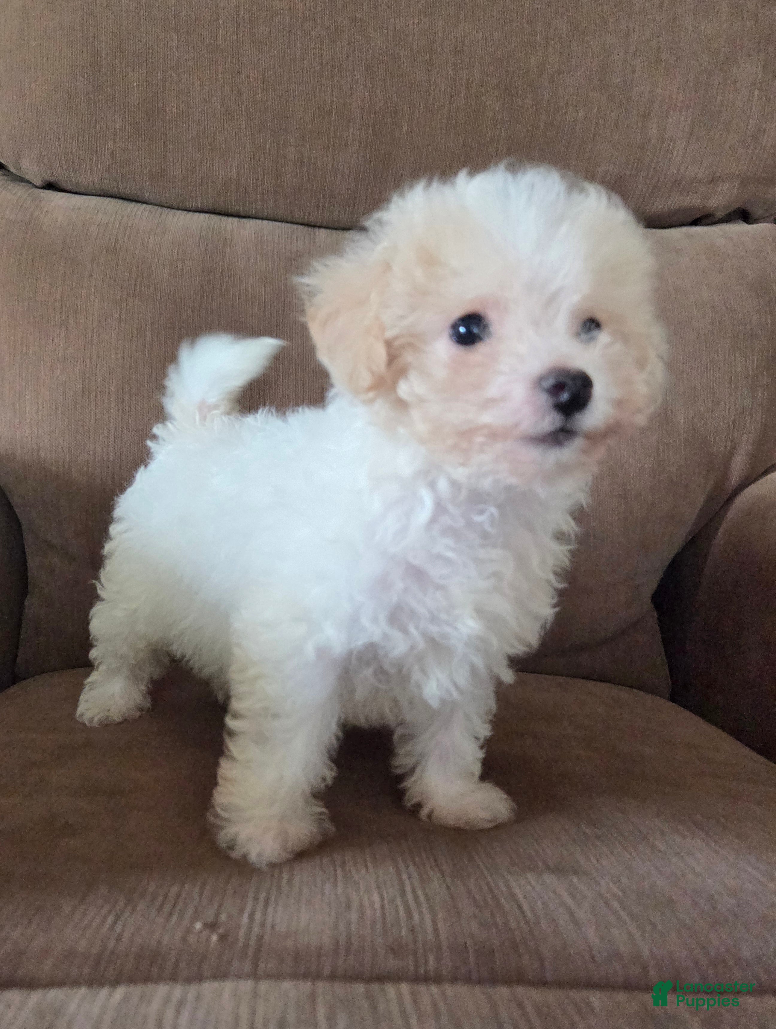 Maltipoo dogs Shep - Ad 1