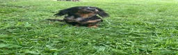 Miniature Dachshund dogs for sale: Leo  - Ad 19