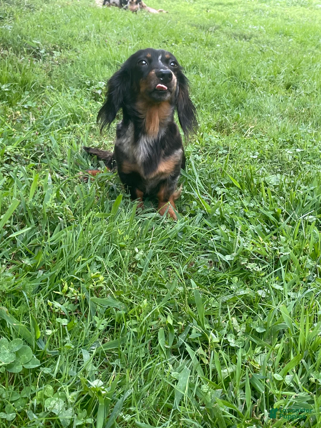 Miniature Dachshund dogs for sale: Scarlet  - Ad 22