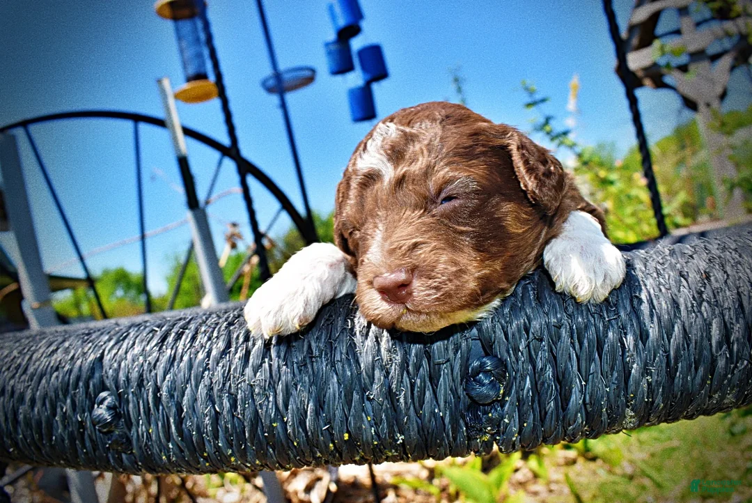 Havapoo dogs for sale: Rascal - Ad 2