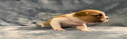 French Bulldog dogs for sale: French Bulldog 1 - Ad 4