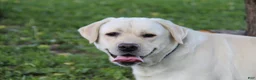 Labrador Retriever dogs for stud: Ukrainian Import Yellow Stud - Ad 6