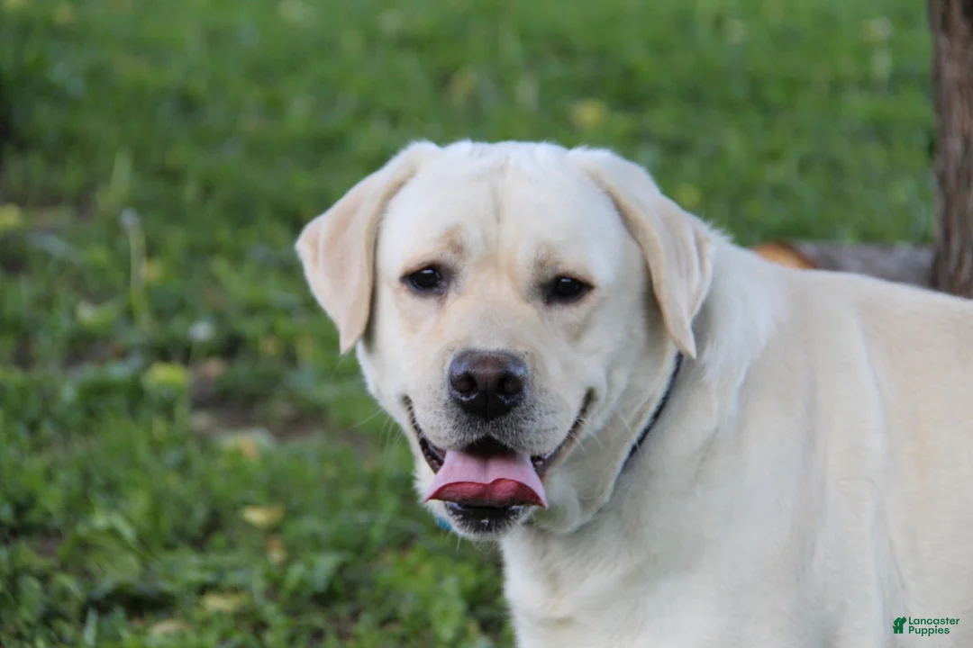 Labrador Retriever dogs for stud: Ukrainian Import Yellow Stud - Ad 6