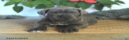 Cane Corso dogs for sale: Forest - Ad 3