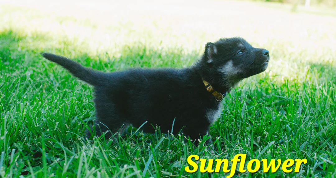 Mixed Breed dogs for sale: Sunflower 🌻  - Ad 1