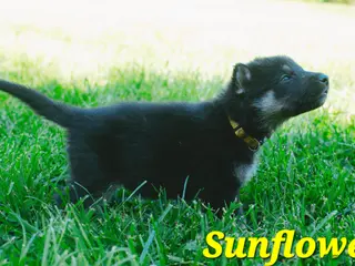 Mixed Breed dogs Sunflower 🌻 - Ad 39