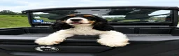 Cocker Spaniel dogs for sale: Emmett - Ad 1