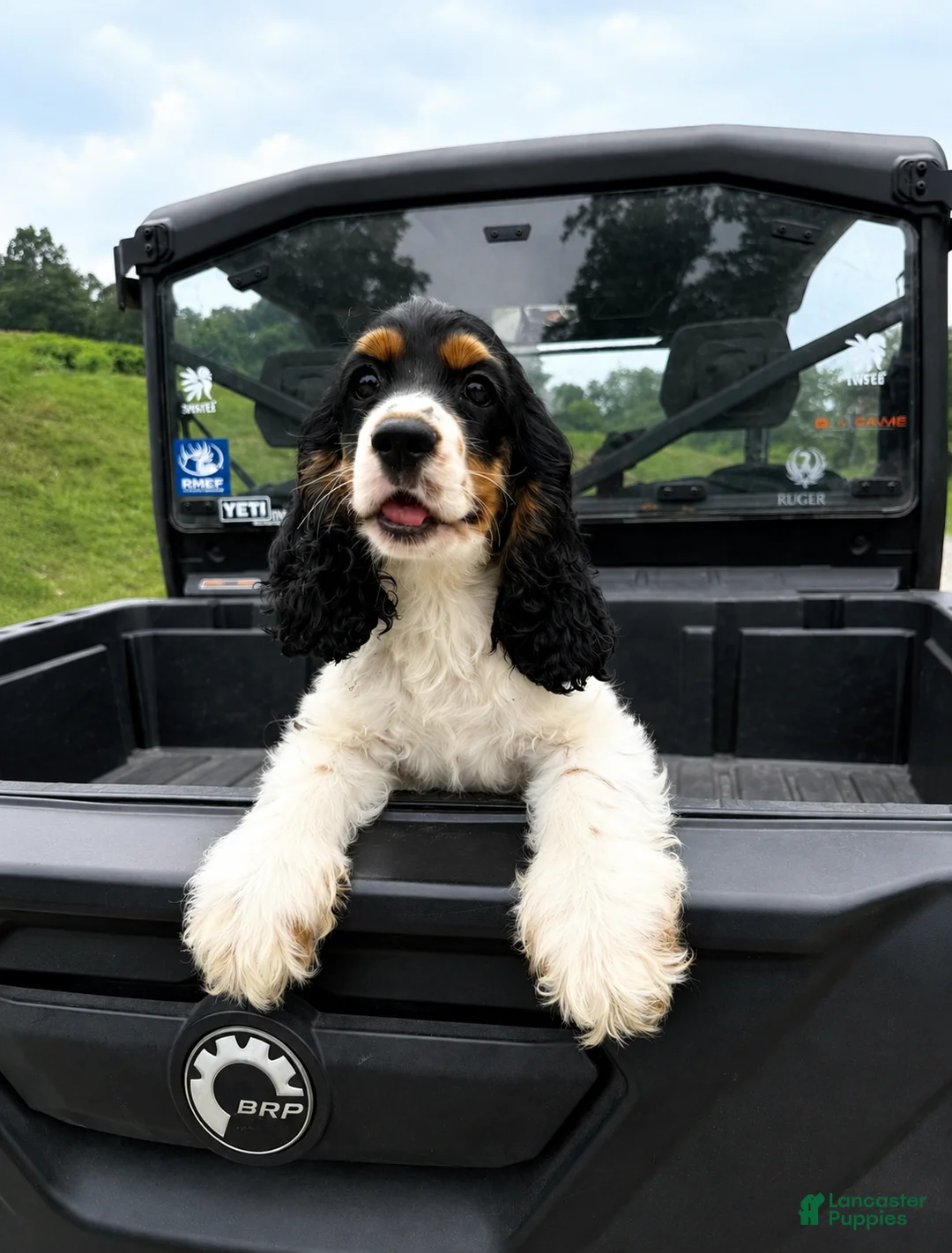 Cocker Spaniel dogs for sale: Emmett - Ad 1