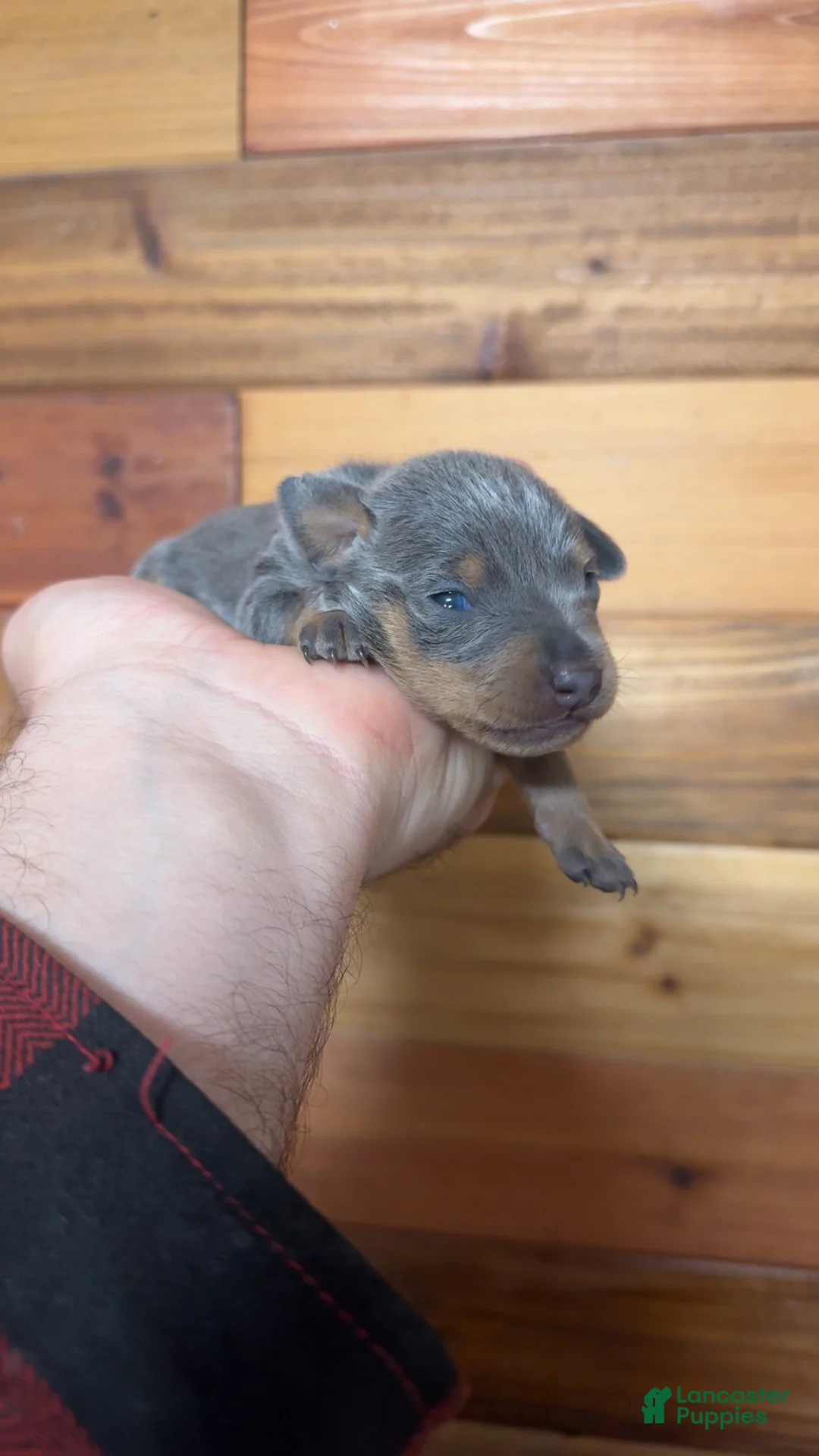 Miniature Pinscher dogs for sale: Bruno - Ad 1