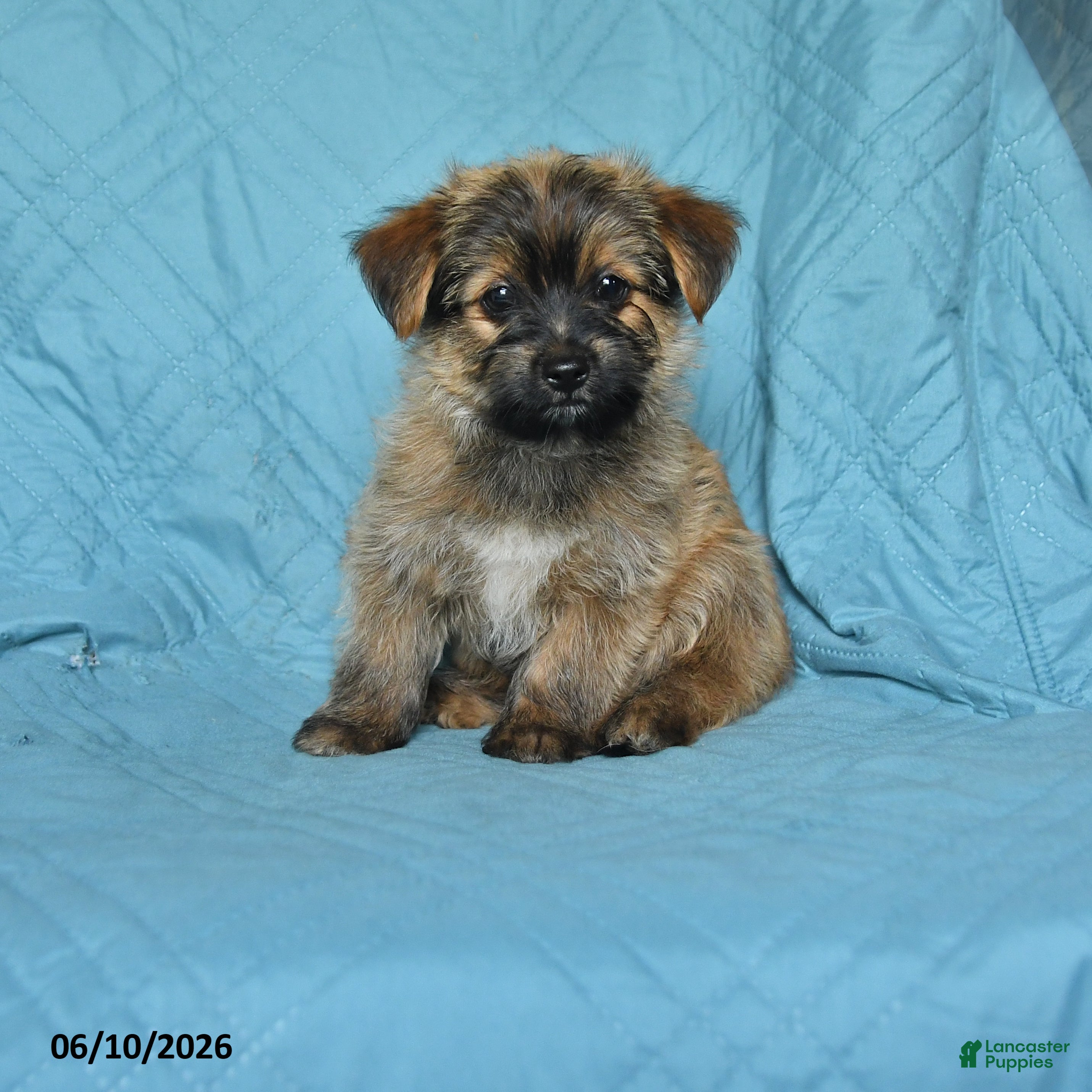 Mixed Breed dogs Eric - Ad 1