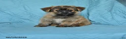 Mixed Breed dogs for sale: Eric - Ad 1