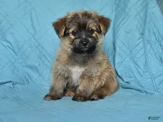Mixed Breed dogs for sale: Eric - Ad 1