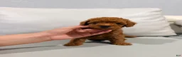 Irish Doodle dogs for sale: Prince naveen 🐸 - Ad 2